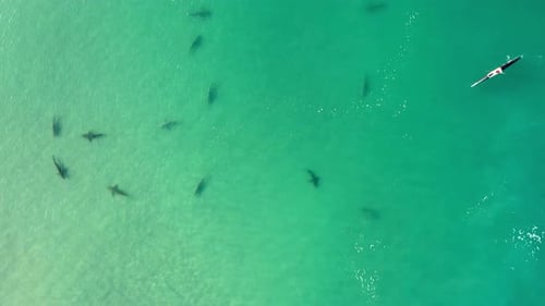 Sharks swimming in shallow water, Mediterranean Israel, aerial