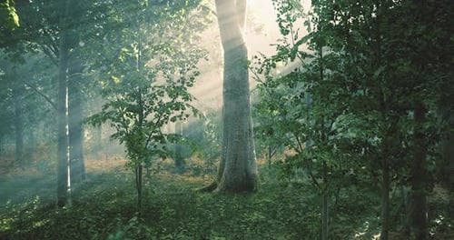 Sunlight Filtering Through Trees in a Calm Forest During Early Morning Hours