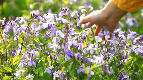 Cinematic View Of Beautiful Flower