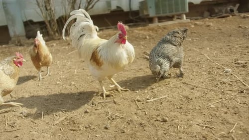Farmhühner, Hühner und Hähne in Zeitlupe beim Fressen auf einer Farm