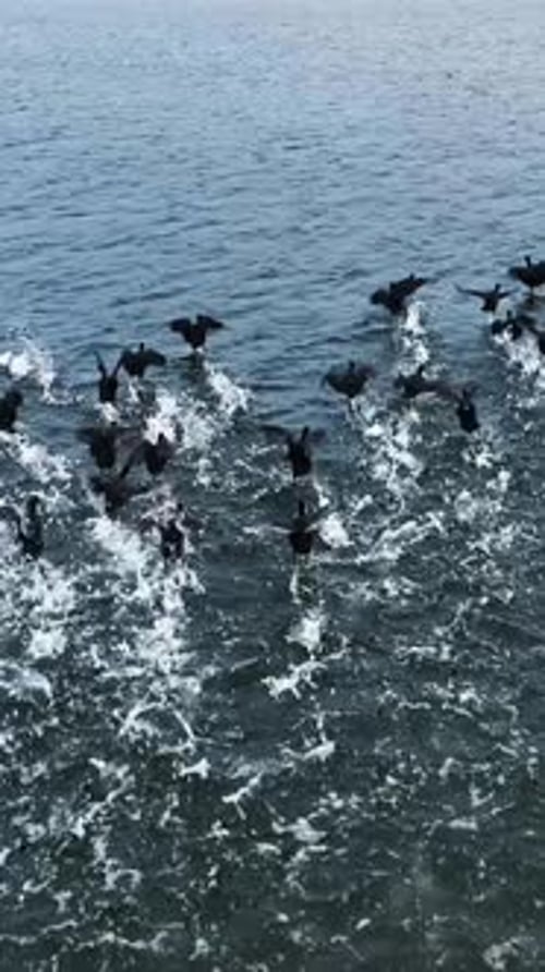 Flock of Black Birds Taking Flight on Water