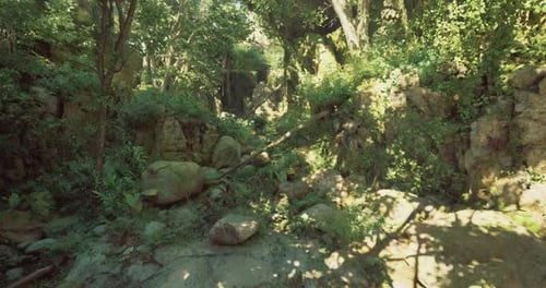 Serene Forest Pathway Surrounded By Lush Greenery and Rocky Formations