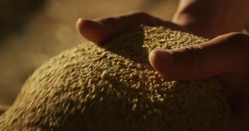 Close up shot of an young successful man farmer is controlling with his hands at the moment harves