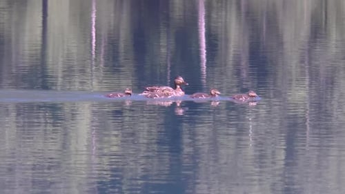 Female duck swims with four young ducklings.