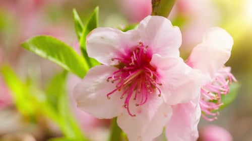 Pink Field Flower Close Up