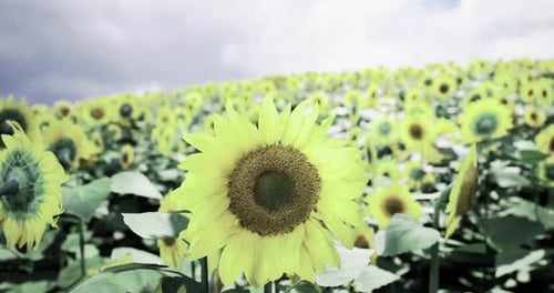 Vibrant Sunflower Field in Full Bloom Under a Cloudy Sky