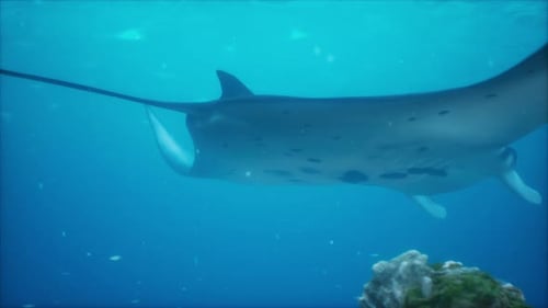 Manta Ray ist wie ein schwebender Vogel über einem farbenfrohen und vielfältigen Korallenriff