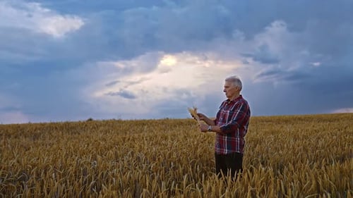 Farmer Examining Wheat Crops in a Golden Field
