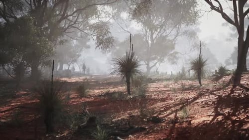 Misty Forest Landscape with Red Earth and Grass Trees