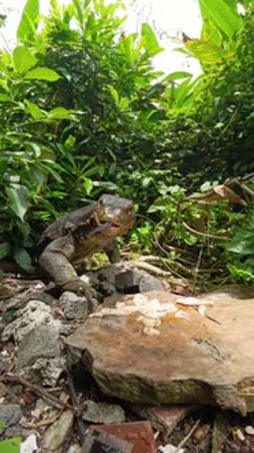 Vidéo verticale. Surveillez le lézard en scannant son environnement puis en détectant la caméra avec la langue dans
Lush