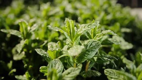 Mint leaves growing on the ground glisten in the sun drops of water