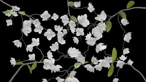 Growing White Flowers Blossom Transition Animation