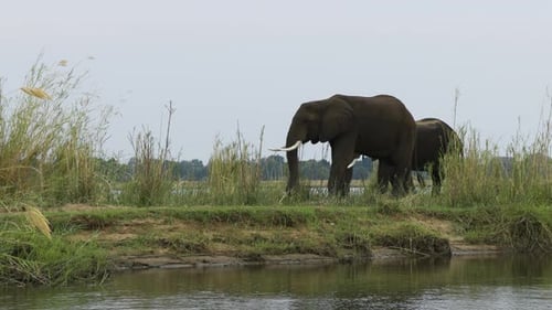 Zwei männliche Elefanten grasen auf einer Insel inmitten eines großen Flusses. Wasser ist im Wald zu sehen