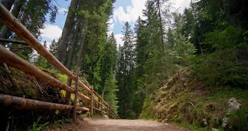 Beautiful Walking Path in a Pine Forest Background Video