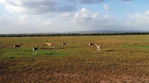 Group of gazelles grazing in a field in a wildlife reserve in Kenya, Africa