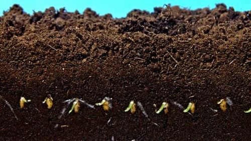Row of Wheat Seeds Germinate Underground Roots Penetrate Soil and Stem Appears in Time Lapse