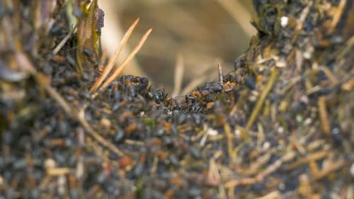 Red ants (Formica rufa) move on the nest, anthill with red wood ants in spring, work and life of ant