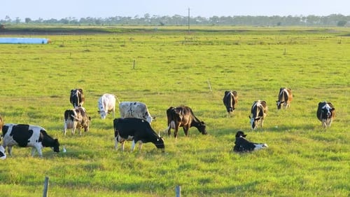 Milk Cows Grazing on Green Farm Pasture Production of Organic Dairy Products Feeding of Cattle on