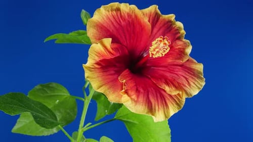 Yellow Red Hibiscus Open Big Flower in Time Lapse. Blooming Orange Plant Blossoms on a Blue
