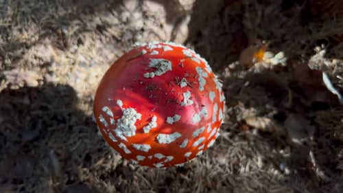Red and White Mushroom Growing on Forest Floor