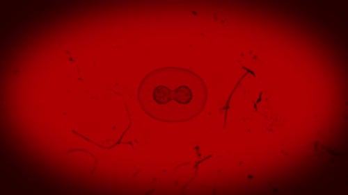 Microscopic Organism Cell Division Red Background