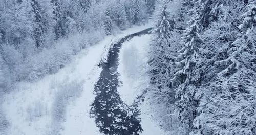 Winter Wonderland Forest Trees Woodland Scenery Outdoors