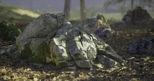 Forest Rocks with Sunlight and Moving Shadows Time-Lapse