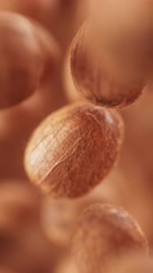 Loop-Animation einer Gruppe von Kokosnüssen. Defokus. Nahaufnahme
.