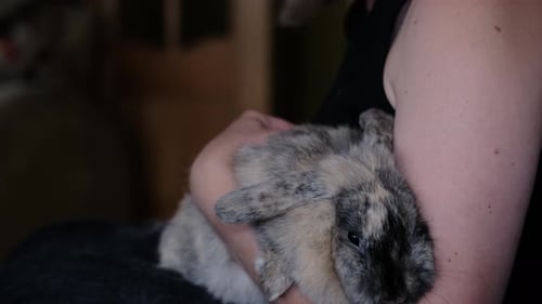 Woman Cradling Cute Rabbit Indoors