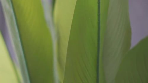 Artificial plants with Plastic realistic leaves and plants. close up shot