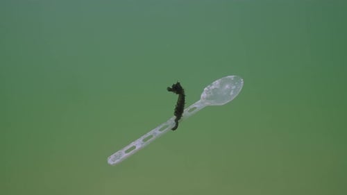 Top view of Seahorse holds with tail a big disposable plastic spoon and swims with it in water