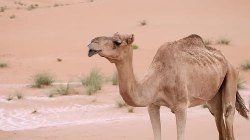 Middle Eastern Camel Walking in the Desert in UAE