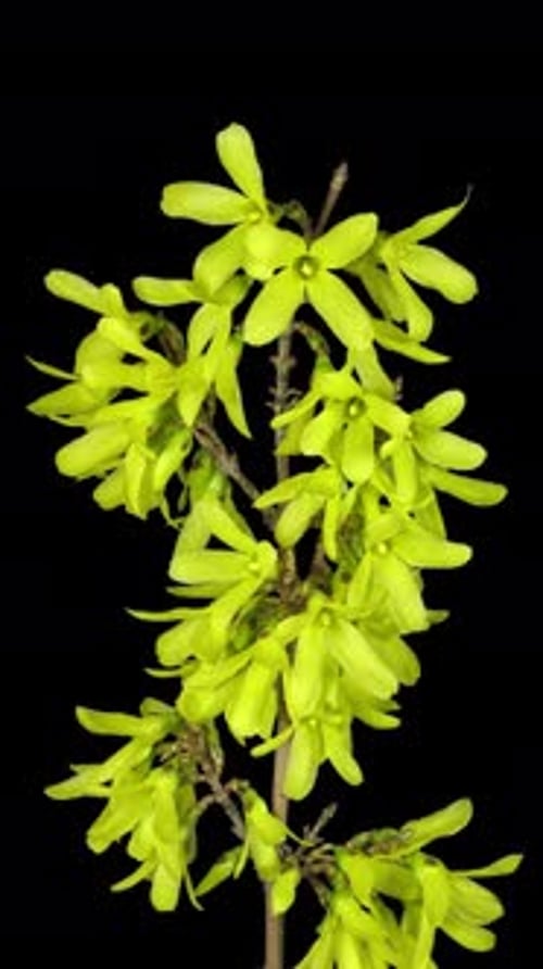 Time-lapse de fleurs de forsythia qui s'ouvrent, avec canal ALPHA, vertical
