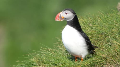 Close Up Puffin on Grassy Cliff at Westman Islands Iceland.