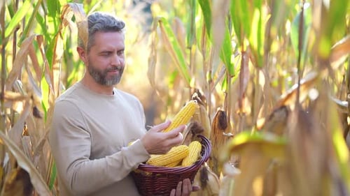 Man Inspecting Corn Crop in Rural Setting