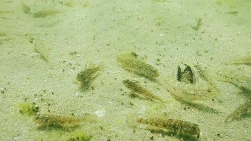 Small Fish Eating from a Shell on Seabed