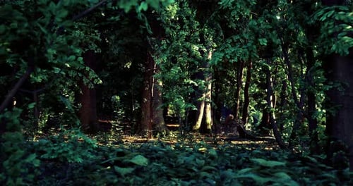 Mysterious Forest with Lush Greenery and Dappled Sunlight Illuminating Trees