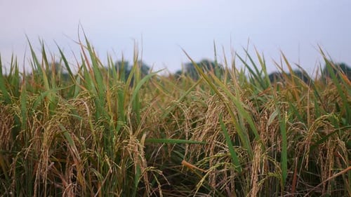 rice footage