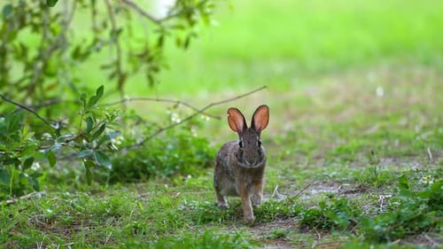 Grey Small Hare Eating Grass on Florida Backyard Wild Rabbit in Nature