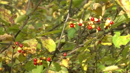 Fruits rouges de la vigne douce-amère (Celastrus scandens).