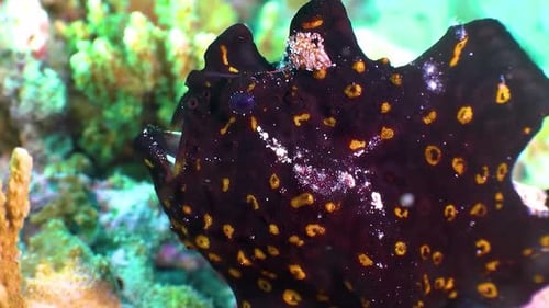 Coral Reef colorful Fish 4K