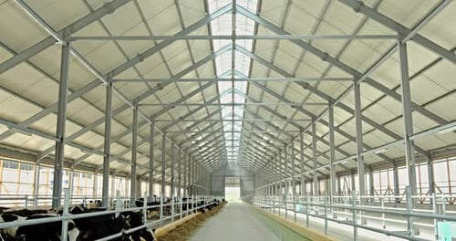 Cows Eating in Modern Spacious Barn