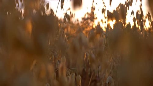 Golden oats ears glowing in sunlight at sunset field agriculture and harvest