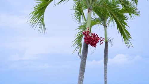 Palm Tree With Hanging Red Seeds On Tropical Summer Island. Low Angle Shot