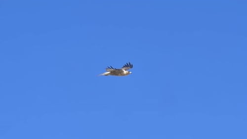 Galapagos hawk in flight