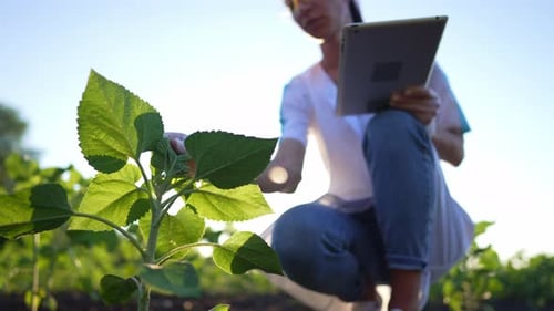 Scientific Method of Growing Plants in Farm Fields Woman Botanist with Tablet Professional