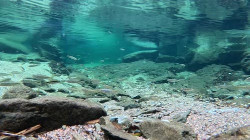 A clear stream in the valley, with a group of small fish swimming freely downstream. The beautiful e