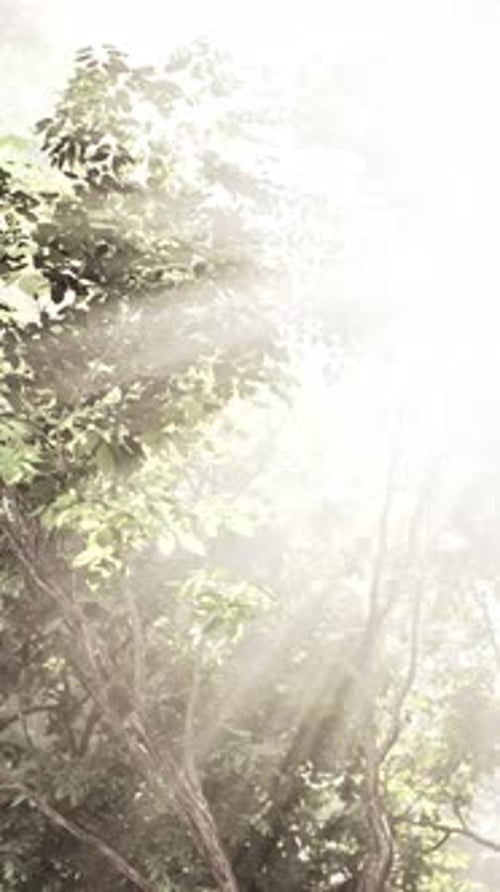 Sunlit Foliage on a Bright Summer Day