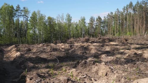 Blick auf Waldbäume, die bei der Abholzung von Wäldern gerodet wurden