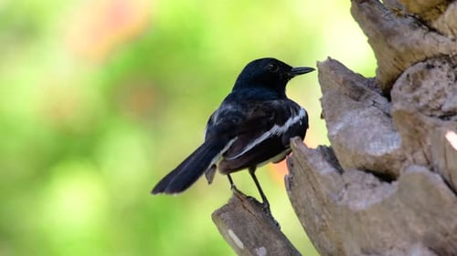 The Oriental magpie-robin is a very common passerine bird in Thailand in which it can be seen anywhe
